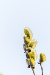 Fototapeta premium Nature awakes in spring. Blooming willow twigs and furry willow-catkins, so called seals or cats. Holly willow, Salix caprea