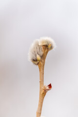 Nature awakes in spring. Blooming willow twigs and furry willow-catkins, so called seals or cats. Holly willow, Salix caprea © Dmitrii Potashkin