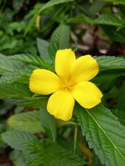 yellow flower in the garden