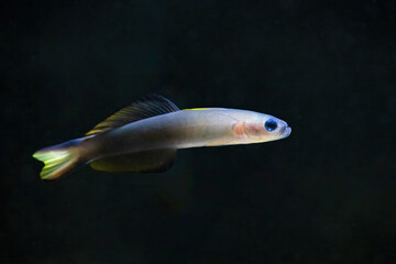 Ptereleotris evides, the Blackfin dartfish or scissortail goby