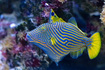 Balistapus undulatus, the orange lined triggerfish is a demersal triggerfish