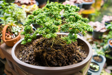 Miniature Majesty: A Bonsai Tree