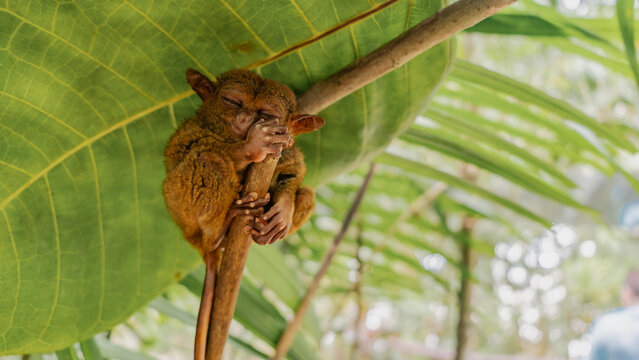 The tiny tarsier sleeps during the day. A unique primate endemic to the Philippines lurks under a large green leaf on a tree branch. Fluffy brown fur, long tail, big ears. The eyes are closed. Bohol.