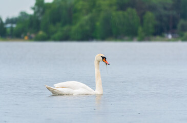 Graceful white Swan swimming in the lake, swans in the wild. Portrait of a white swan swimming on a lake.
