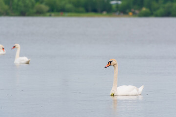 Fototapeta premium Graceful white Swan swimming in the lake, swans in the wild. Portrait of a white swan swimming on a lake.
