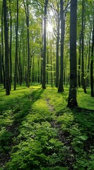 Obraz premium Sunlight filtered gently through the lush green forest, casting soft beams on the forest floor.