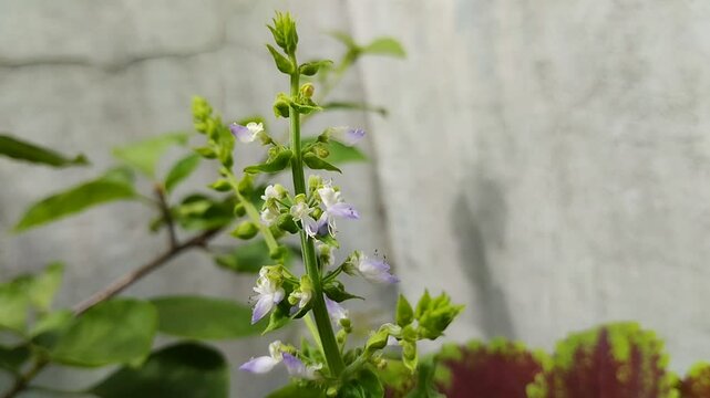 the flowers of an ornamental plant called miana, iler or coleus atropurpureus are blooming