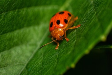 A red ladybug sits on a green leaf on a hot and sunny summer day.