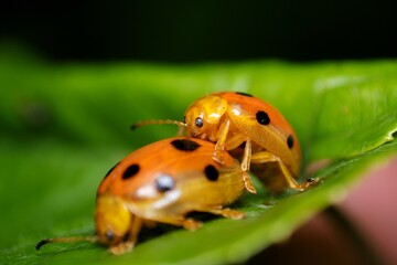 Macro photograph of two ladybugs mating. bug insects mating on green flower in lush summer garden. closeup.