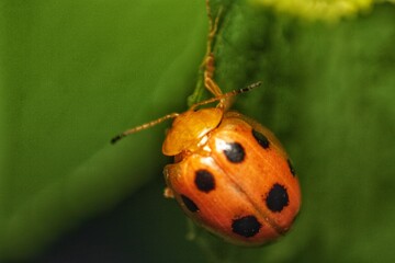 A red ladybug sits on a green leaf on a hot and sunny summer day.