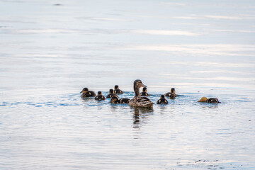 A family of ducks, a duck and its little ducklings are swimming in the water. The duck takes care of its newborn ducklings. Mallard, lat. Anas platyrhynchos