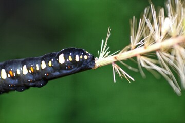 beautiful black caterpillar in dry grass