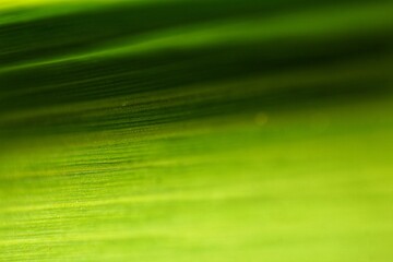 Nature of dark green leaf in garden. Natural green leaves plants using background cover page environment ecology or greenery wallpaper

