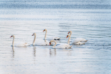 Graceful white Swans swimming in the lake, swans in the wild
