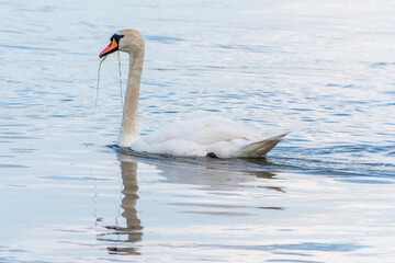 Fototapeta premium Graceful white Swan swimming in the lake, swans in the wild. Portrait of a white swan swimming on a lake.