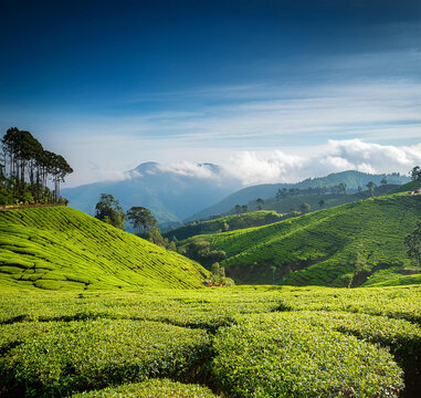 Coonoor, green field, tea plantation. Nilgiri mountain 