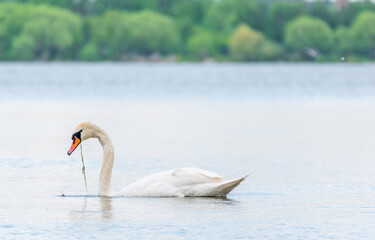 Graceful white Swan swimming in the lake, swans in the wild. Portrait of a white swan swimming on a lake.