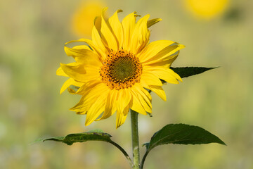 Close up of bright yellow sunflower Helianthus annuus with yellow green leaves and stems