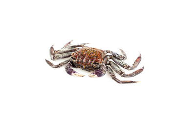 Mangrove tree crab isolated on white background, Fiddler crab, Seafood