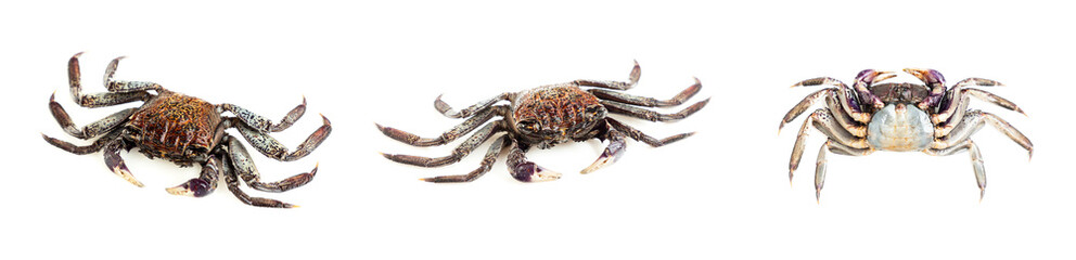 Mangrove tree crab isolated on white background, Fiddler crab, Seafood