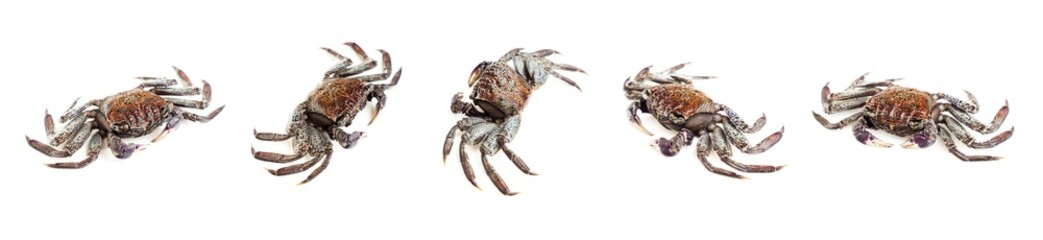 Mangrove tree crab isolated on white background, Fiddler crab, Seafood
