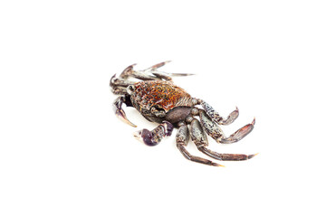 Mangrove tree crab isolated on white background, Fiddler crab, Seafood