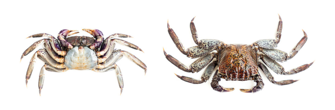 Mangrove tree crab isolated on white background, Fiddler crab, Seafood