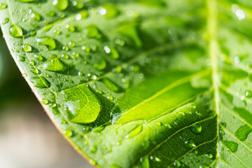 Raindrop on the green leaves.