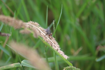 穂にとまったハエ