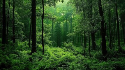 Obraz premium Lush Green Forest with Dense Trees and Ferns