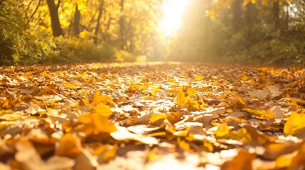 Enchanted Autumn Journey Through Vibrant Forest Path with Sunlight Beams
