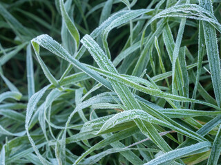 green grass in frost on a cold morning