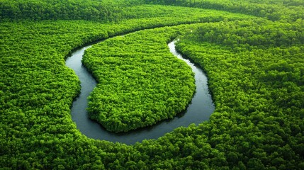 Serene River Winding Through Lush Green Forest Landscape