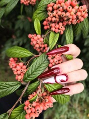 The manicure with a red snake. The branch of the berries of Red Clusterberry