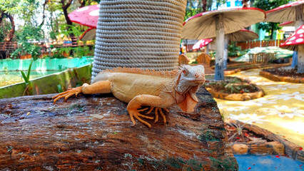 photo of an iguana sitting quietly in a tree