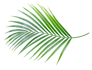Green nature Palm leaf Coconut leaves on white background isolate with clipping path it easy to cut and edit.
