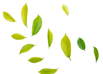 Green nature leaves on white background isolate with clipping path it easy to cut and edit.