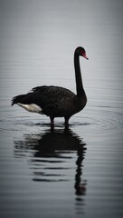 Single adult black swan with dark feathers on water under overcast skies