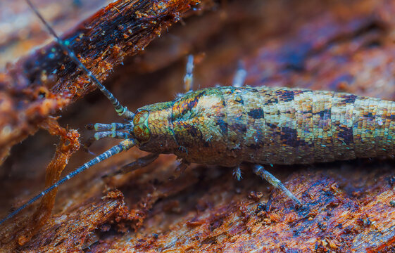 Jumping Bristletail - Lepismachilis y-signata, Archaeognatha