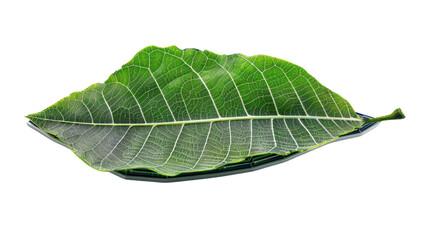 Obraz premium Solar panel shaped like a tree leaf on white background