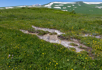 nature park, spring mood and a walk through the alpine meadows on a sunny day