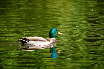 Stockente im grünen Wasser