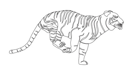 Tiger line art vector. Continuous line drawing illustration eps 10