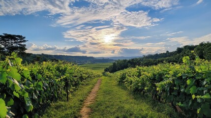 Fototapeta premium A tranquil walk through the vineyards of PB Valley Khao Yai Winery, surrounded by lush vines.