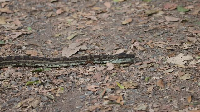 Python Slithering in Binna Burra