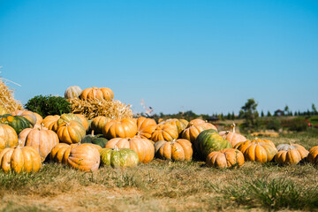 A vibrant display of pumpkins in a sunny field during autumn harvest time