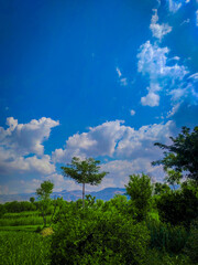 Obraz premium trees and sky