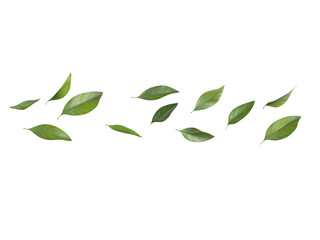Green Leaves Flying in the Air Horizontal isolated Transparent, Generative AI