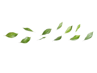 Green Leaves Flying in the Air Horizontal isolated Transparent, Generative AI