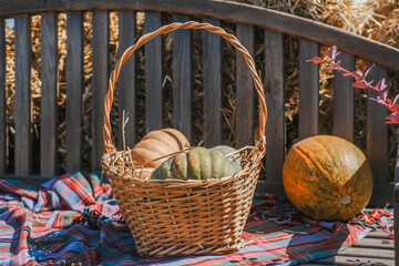 Autumn harvest basket filled with colorful pumpkins on a rustic bench in a sunny farmyard